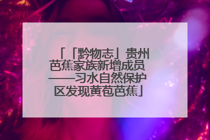 「黔物志」贵州芭蕉家族新增成员——习水自然保护区发现黄苞芭蕉