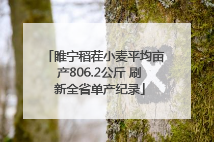 睢宁稻茬小麦平均亩产806.2公斤 刷新全省单产纪录