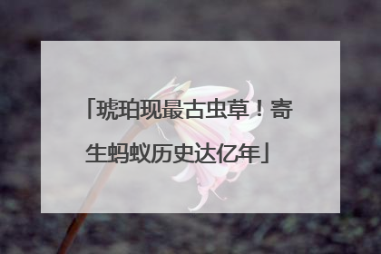 琥珀现最古虫草！寄生蚂蚁历史达亿年