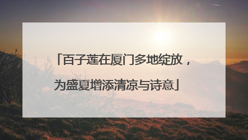 百子莲在厦门多地绽放，为盛夏增添清凉与诗意