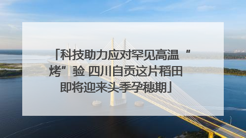 科技助力应对罕见高温“烤”验 四川自贡这片稻田即将迎来头季孕穗期