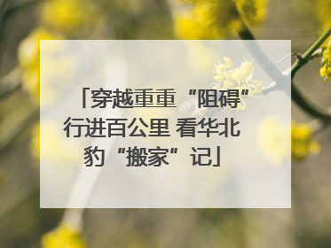 穿越重重“阻碍”行进百公里 看华北豹“搬家”记