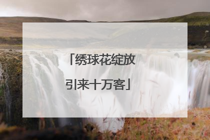 绣球花绽放 引来十万客