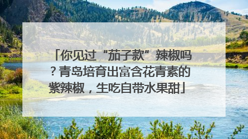 你见过“茄子款”辣椒吗？青岛培育出富含花青素的紫辣椒，生吃自带水果甜