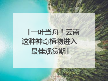 一叶当舟！云南这种神奇植物进入最佳观赏期