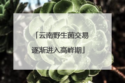 云南野生菌交易逐渐进入高峰期