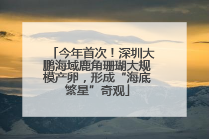 今年首次！深圳大鹏海域鹿角珊瑚大规模产卵，形成“海底繁星”奇观