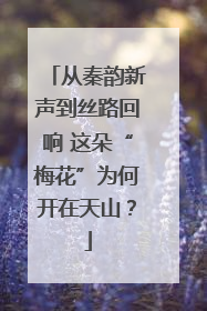 从秦韵新声到丝路回响 这朵“梅花”为何开在天山？