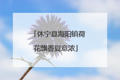 休宁县海阳镇荷花飘香夏意浓