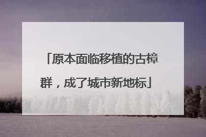 原本面临移植的古樟群，成了城市新地标