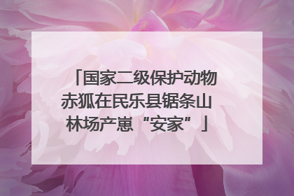 国家二级保护动物赤狐在民乐县锯条山林场产崽“安家”