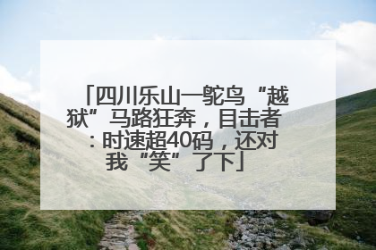 四川乐山一鸵鸟“越狱”马路狂奔，目击者：时速超40码，还对我“笑”了下