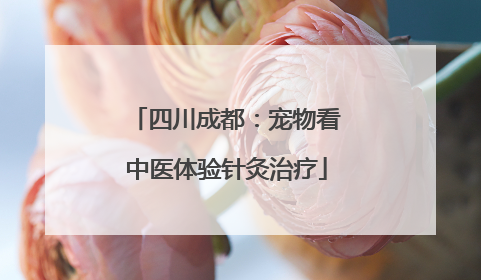 四川成都：宠物看中医体验针灸治疗