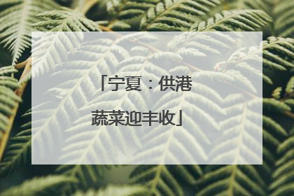 宁夏：供港蔬菜迎丰收