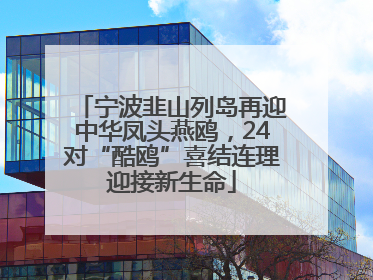 宁波韭山列岛再迎中华凤头燕鸥，24对“酷鸥”喜结连理迎接新生命