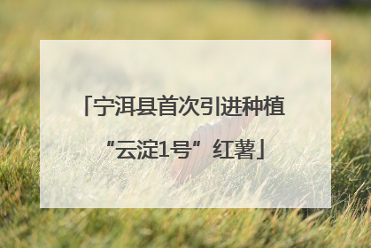 宁洱县首次引进种植“云淀1号”红薯