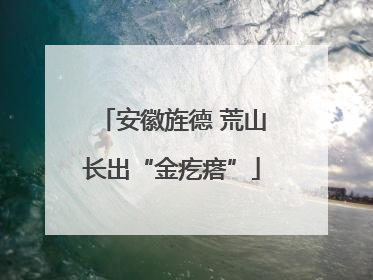 安徽旌德 荒山长出“金疙瘩”