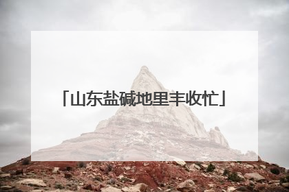 山东盐碱地里丰收忙