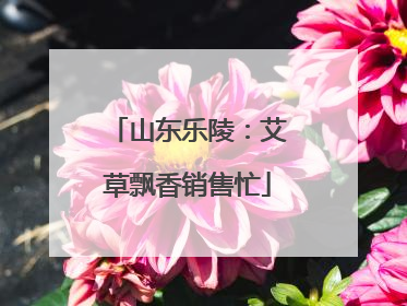 山东乐陵：艾草飘香销售忙