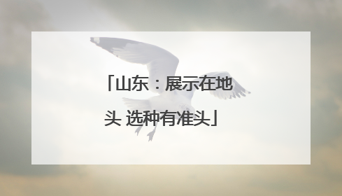 山东：展示在地头 选种有准头