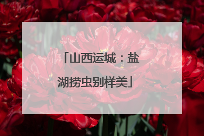 山西运城：盐湖捞虫别样美