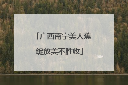 广西南宁美人蕉绽放美不胜收