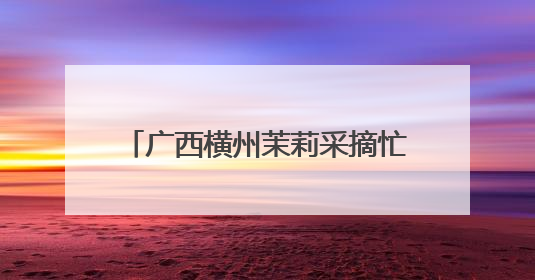 广西横州茉莉采摘忙 市场交易花香飘