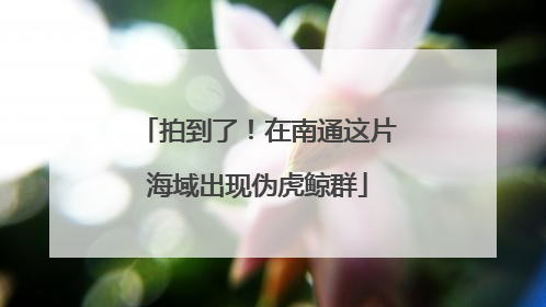 拍到了！在南通这片海域出现伪虎鲸群