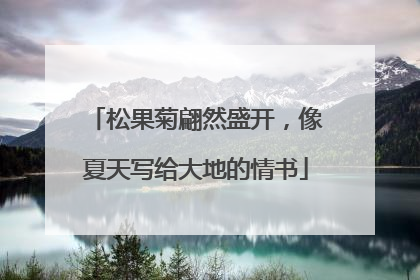 松果菊翩然盛开，像夏天写给大地的情书