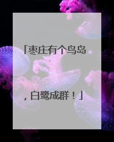 枣庄有个鸟岛，白鹭成群！