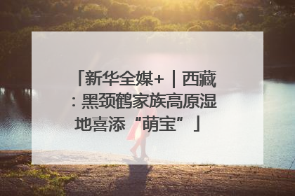 新华全媒+｜西藏：黑颈鹤家族高原湿地喜添“萌宝”