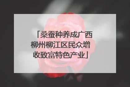 桑蚕种养成广西柳州柳江区民众增收致富特色产业