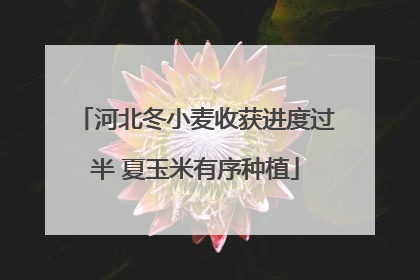 河北冬小麦收获进度过半 夏玉米有序种植