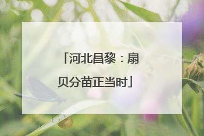 河北昌黎：扇贝分苗正当时