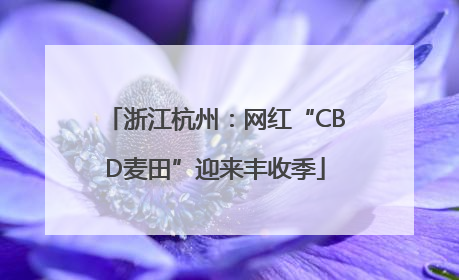 浙江杭州：网红“CBD麦田”迎来丰收季