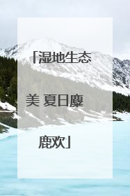 湿地生态美 夏日麋鹿欢
