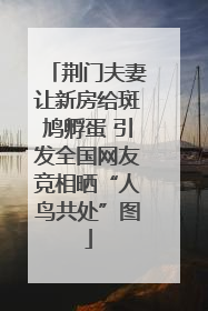 荆门夫妻让新房给斑鸠孵蛋 引发全国网友竞相晒“人鸟共处”图