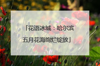 花语冰城：哈尔滨五月花海绚烂绽放