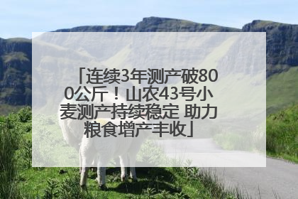 连续3年测产破800公斤！山农43号小麦测产持续稳定 助力粮食增产丰收