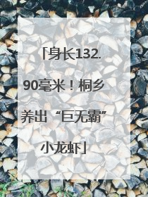 身长132.90毫米！桐乡养出“巨无霸”小龙虾