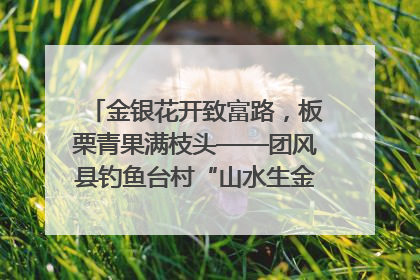 金银花开致富路，板栗青果满枝头——团风县钓鱼台村“山水生金”谱写共富新篇章