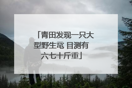 青田发现一只大型野生鼋 目测有六七十斤重