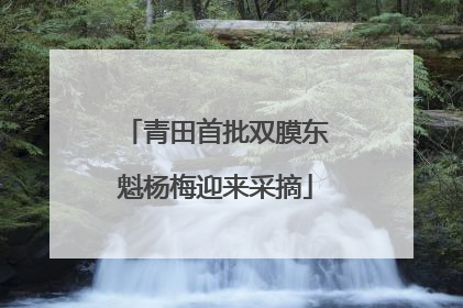 青田首批双膜东魁杨梅迎来采摘