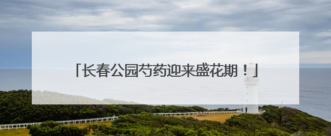 长春公园芍药迎来盛花期！