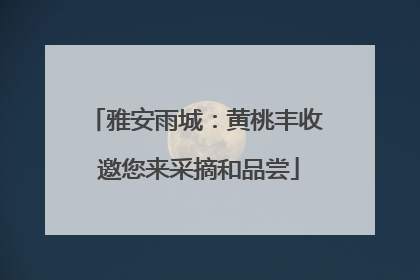 雅安雨城：黄桃丰收 邀您来采摘和品尝