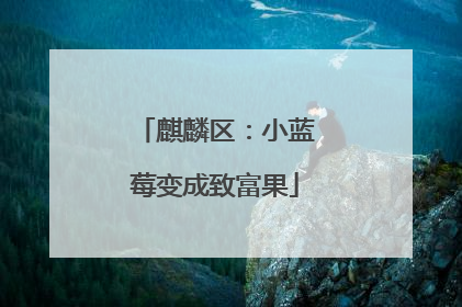 麒麟区：小蓝莓变成致富果