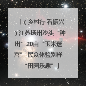 （乡村行·看振兴）江苏扬州沙头“种出”20亩“玉米迷宫” 民众体验别样“田园乐趣”